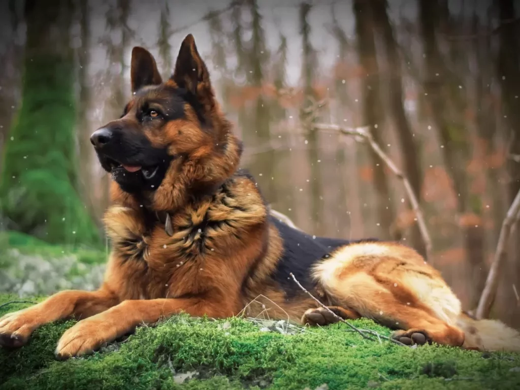Köpek Eğitiminde Pozitif Yöntemlerin Önemi